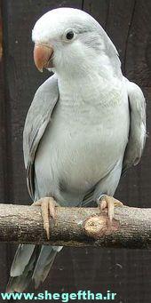طوطی کواکر