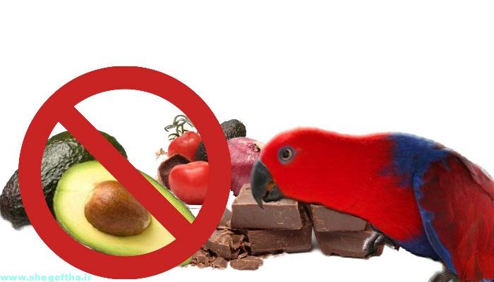 غذایی ممنوع برای پرندگان
