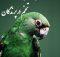 نخوابیدن پرنده بر روی تخم