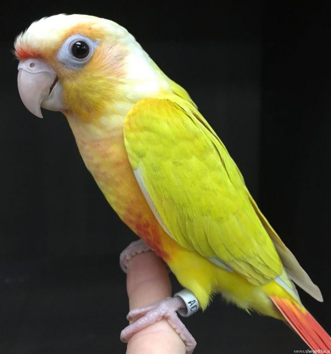 suncheek conure سانچیک ردچیک