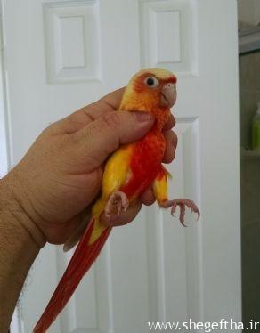 Red Suncheek Conure سانچیک ردچیک کانور سر قرمز