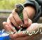 سرلاک دادن طوطی