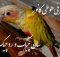 سانچیک و ردچیک