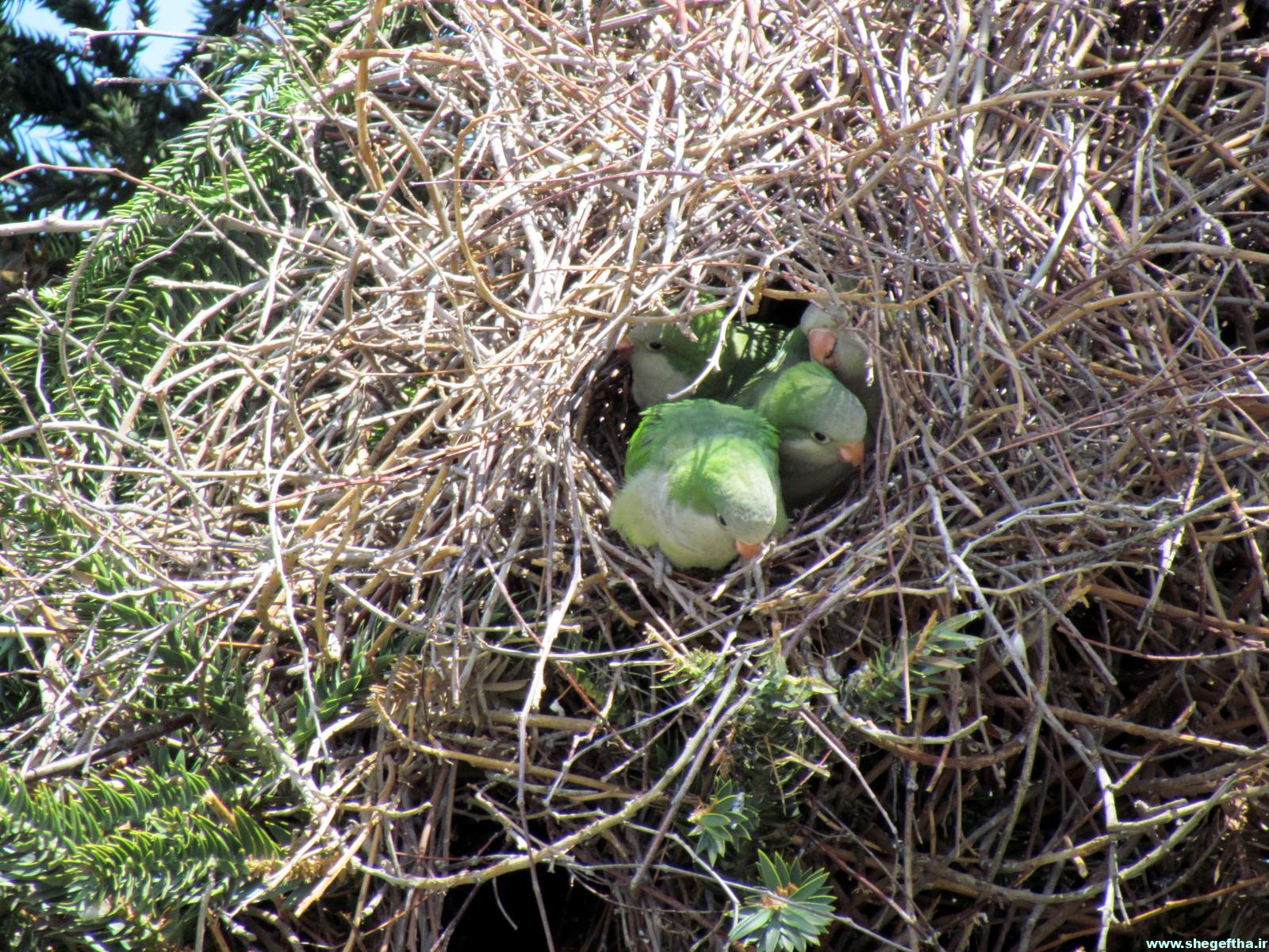 طوطی راهب سبز