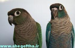 ویولت