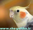 عروس هلندی