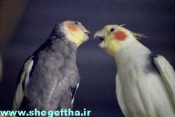 دعوا در طوطی عروس هلندی