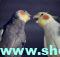 دعوا در طوطی عروس هلندی